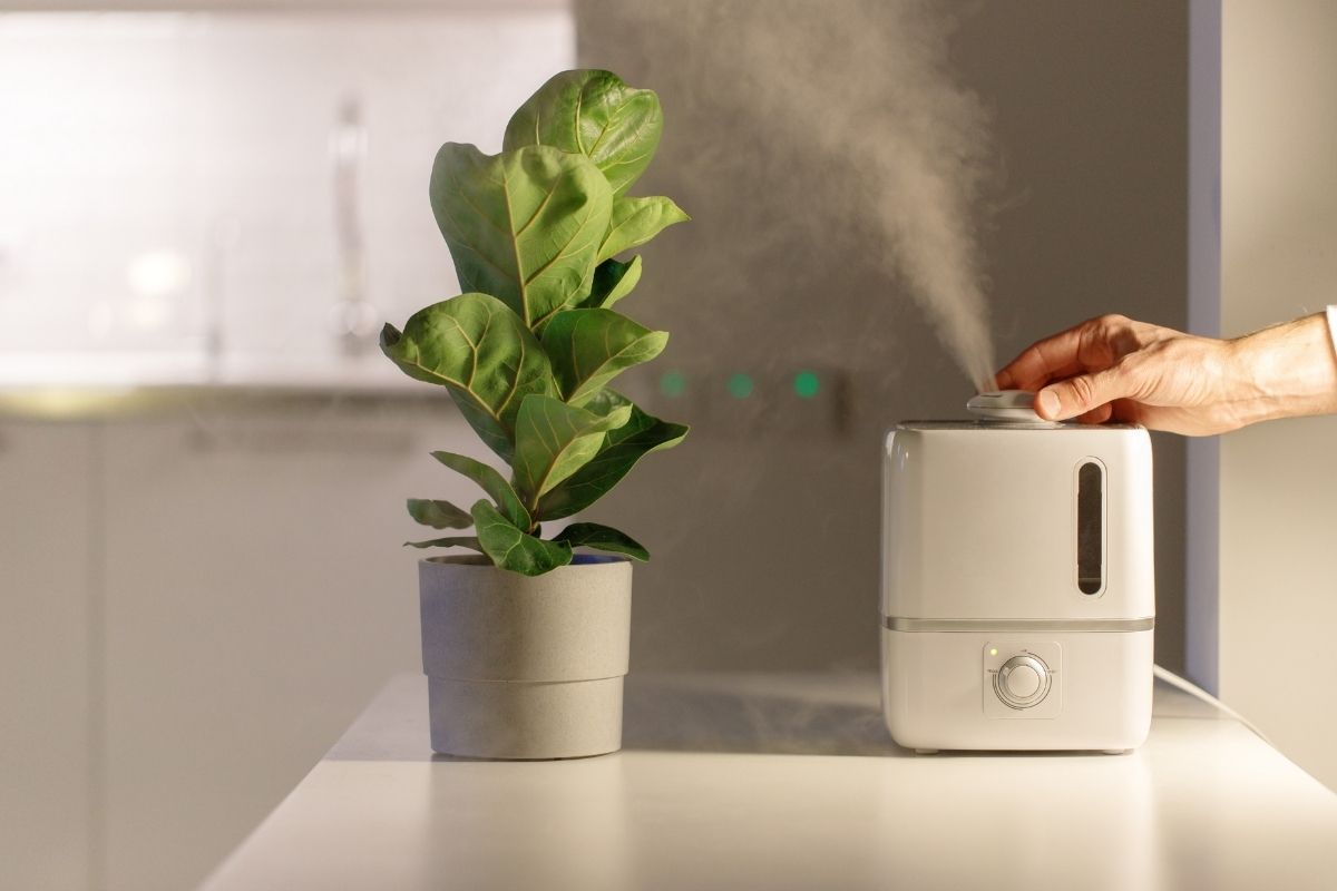 How Often Should I Use a Humidifier for My Plants? DigsTalk