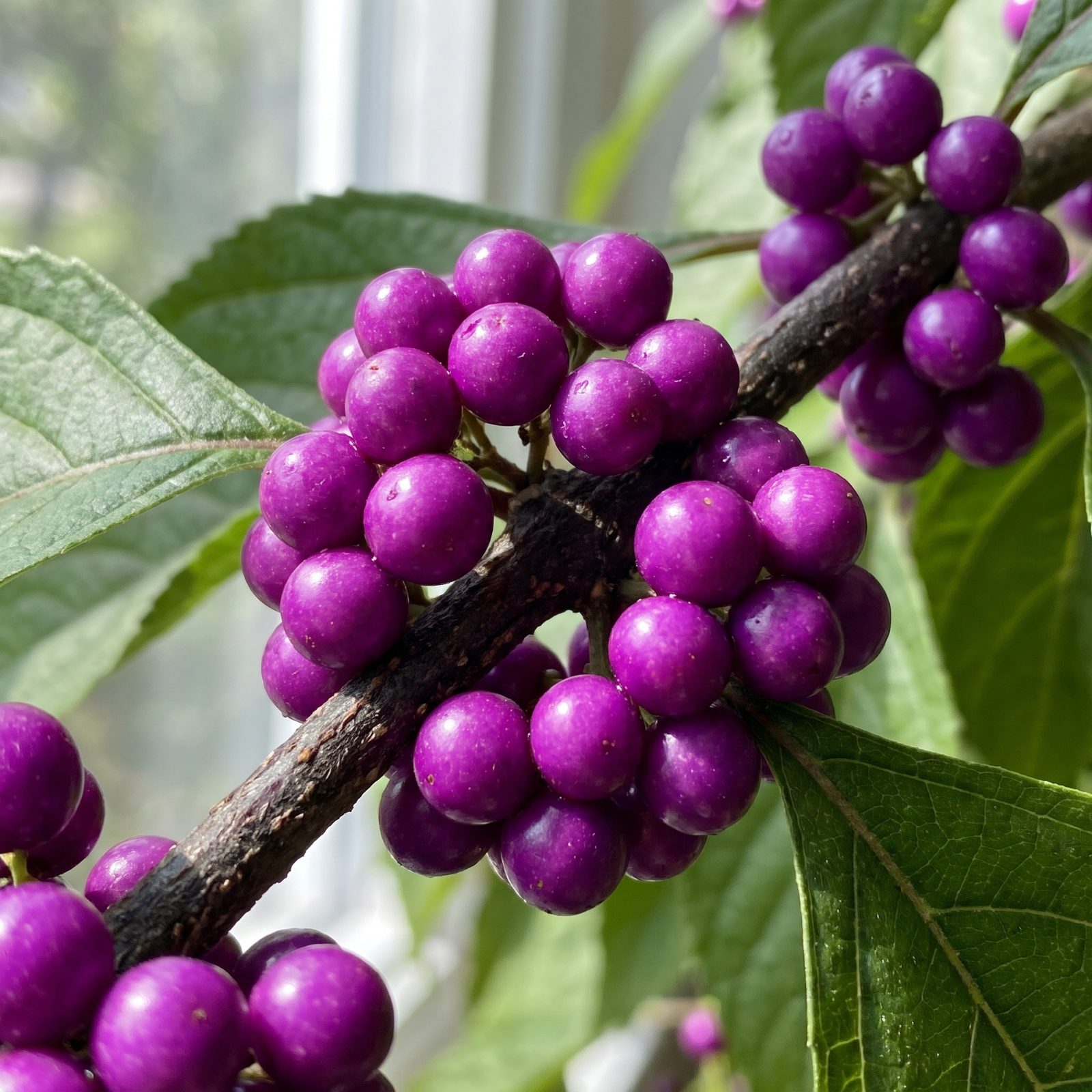 American Beautyberry: Purple Berries That Repel Mosquitoes