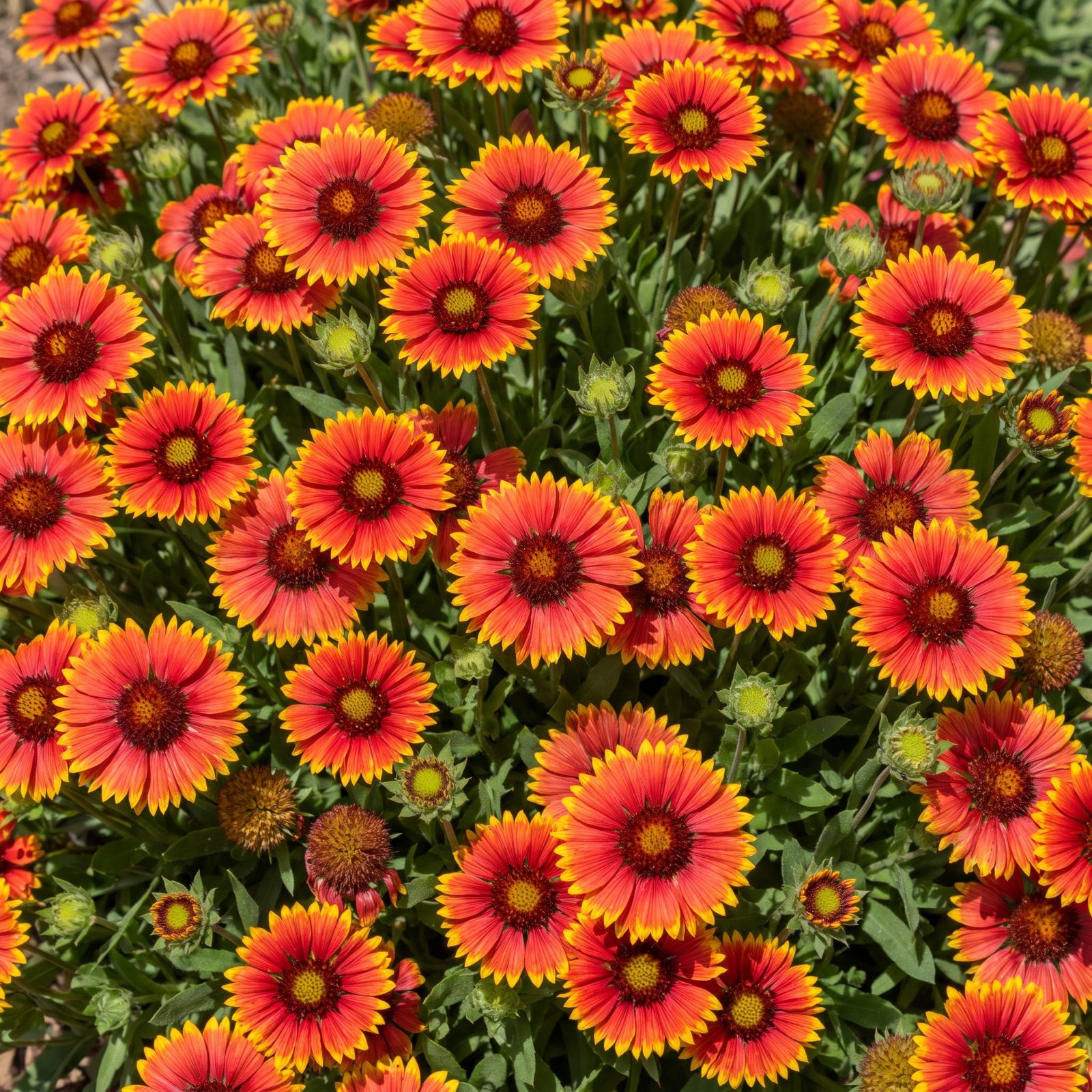 Blanket Flower: Red-and-Yellow Daisies From Early Summer to Frost