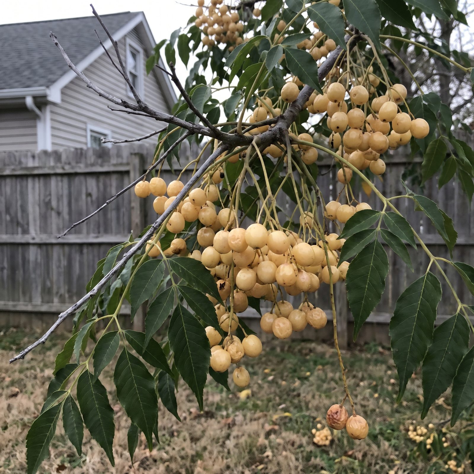 Chinaberry: Pretty Berries, Serious Poison, and a Weedy Streak