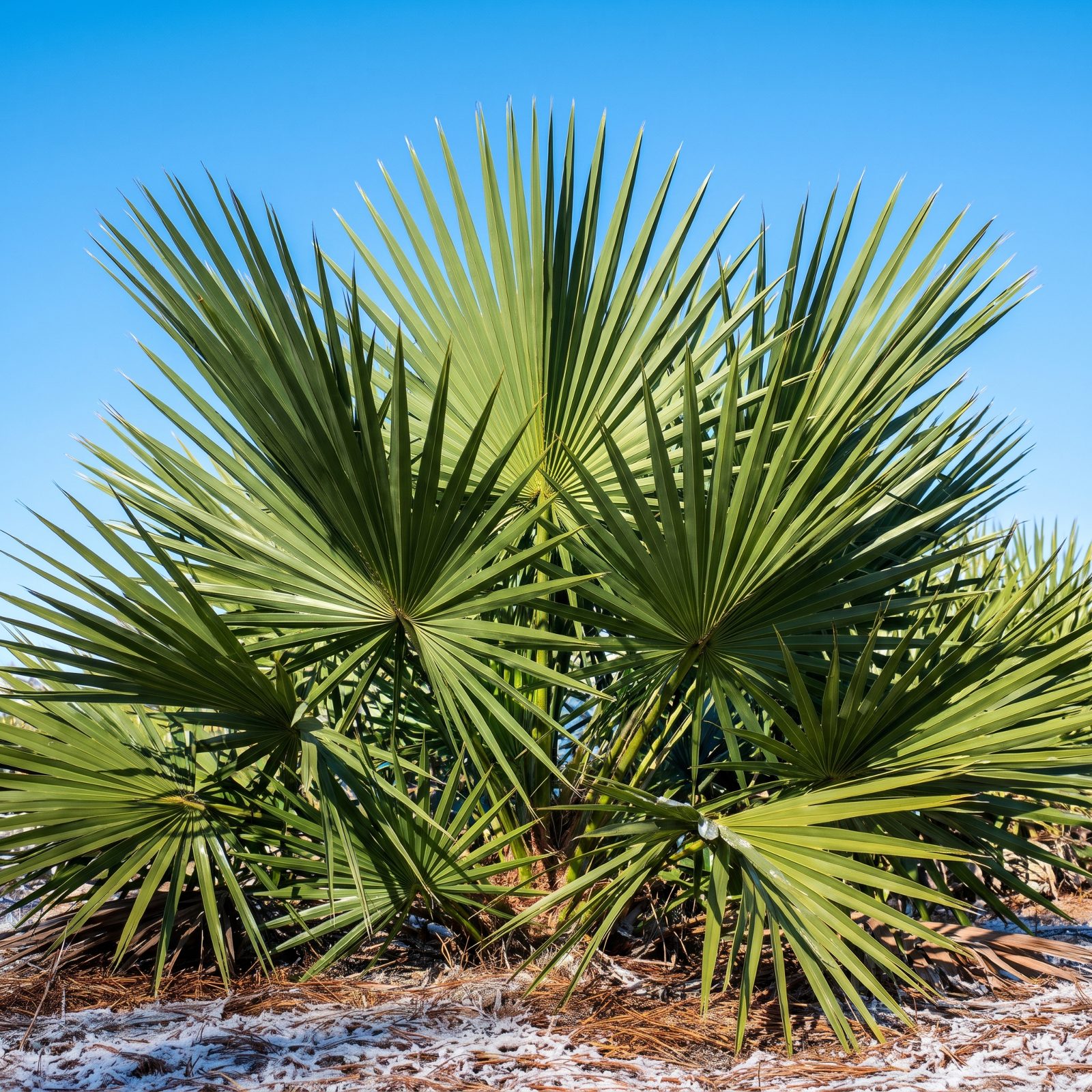 Dwarf Palmetto: The Tropical Look That Survives a Carolina Cold Snap