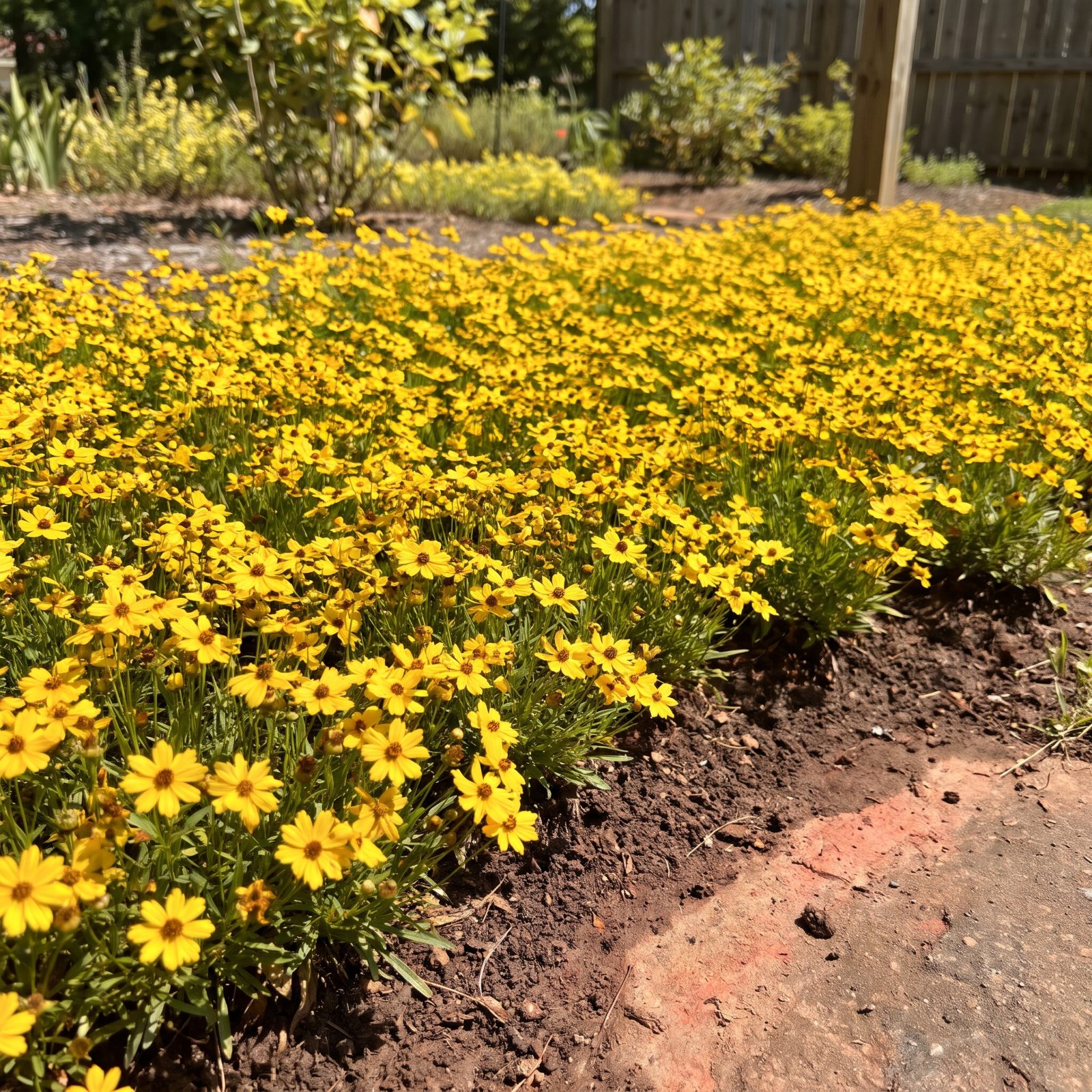 Eared Coreopsis: The Little Yellow Groundcover for the Piedmont