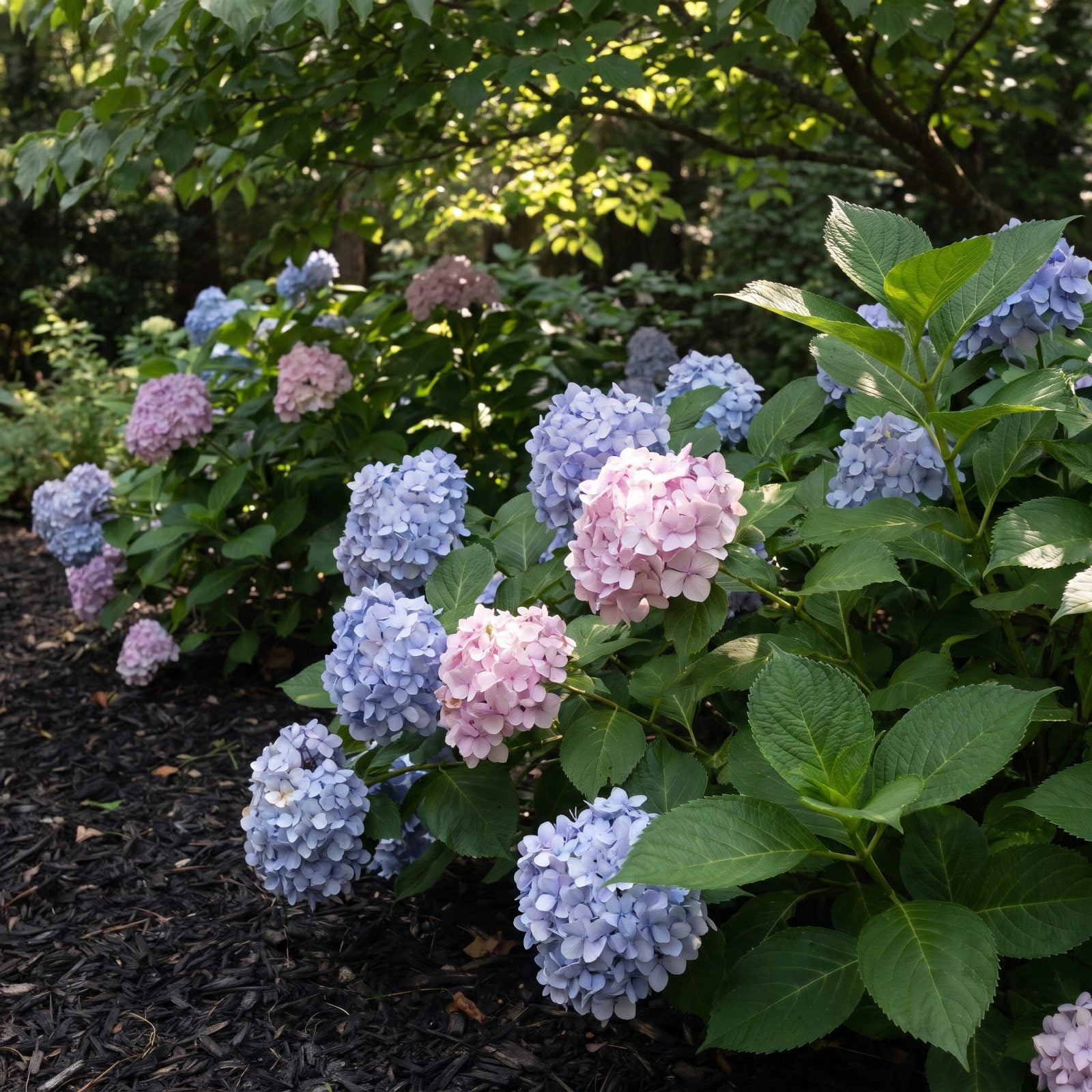Give Bigleaf Hydrangeas the Afternoon Shade They're Begging For