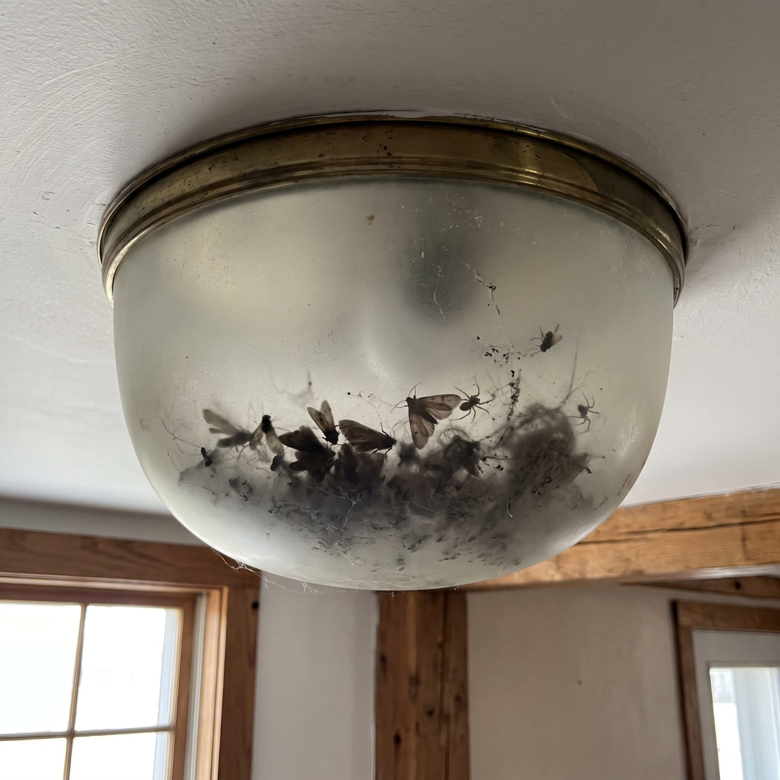The Inside of Glass Light-Fixture Bowls, a Graveyard of Dust and Insects Overhead