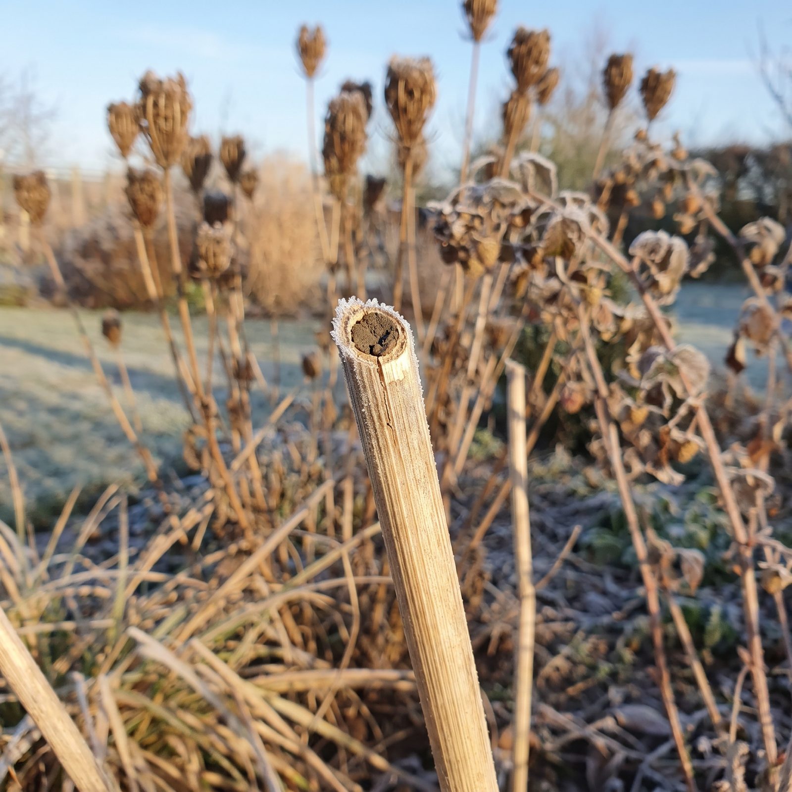 Leave Hollow Perennial Stems Standing Over Winter for Nesting Insects
