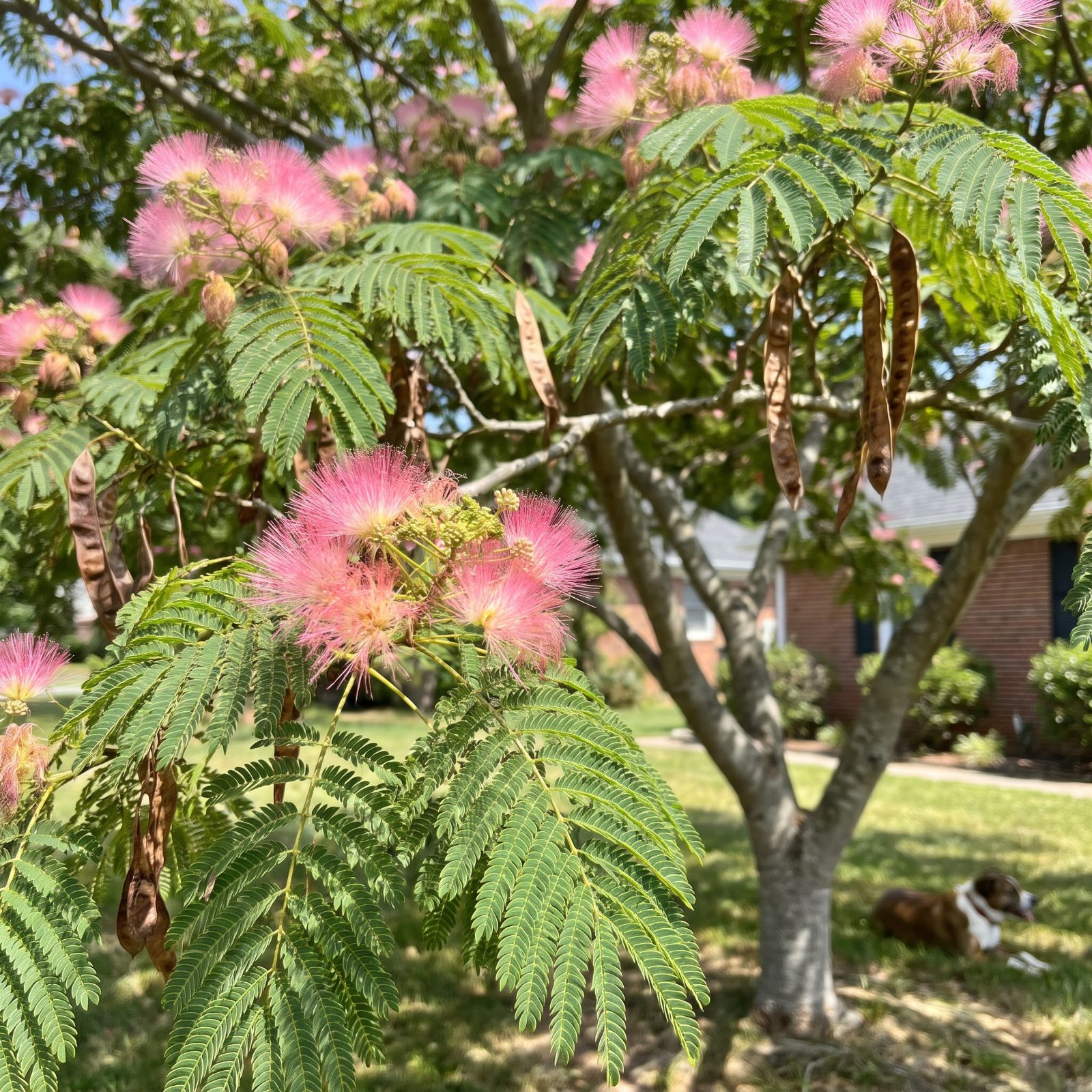 Mimosa (Silk Tree): Pink Powderpuffs With a Nasty Streak