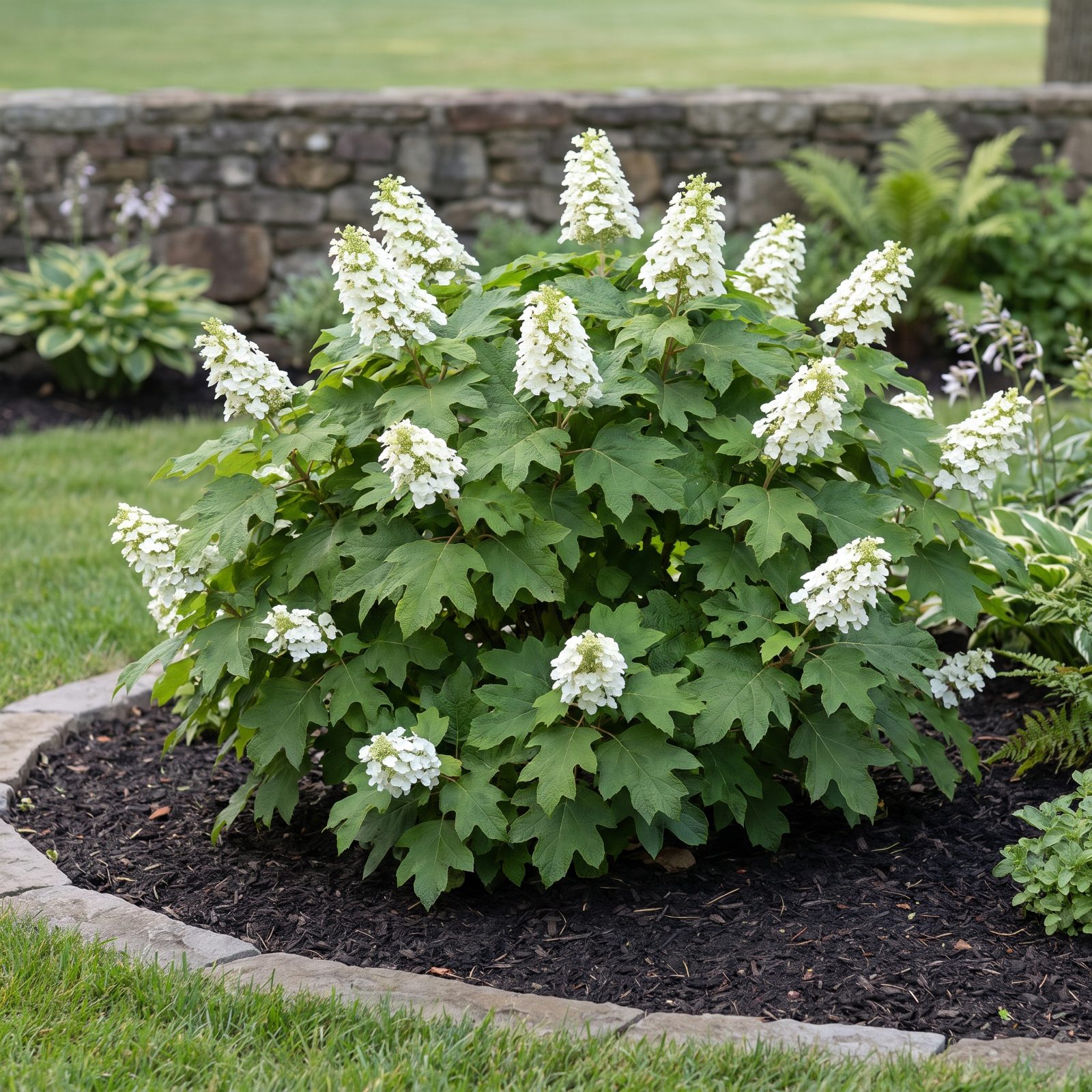 Oakleaf Hydrangea: Four Seasons of Showing Off From One Shrub