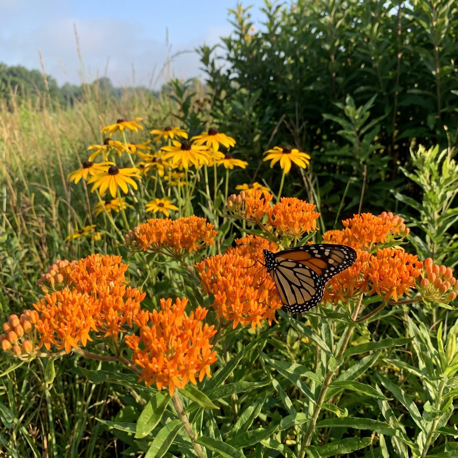 Plant Native Pollinator Perennials That Laugh at Heat