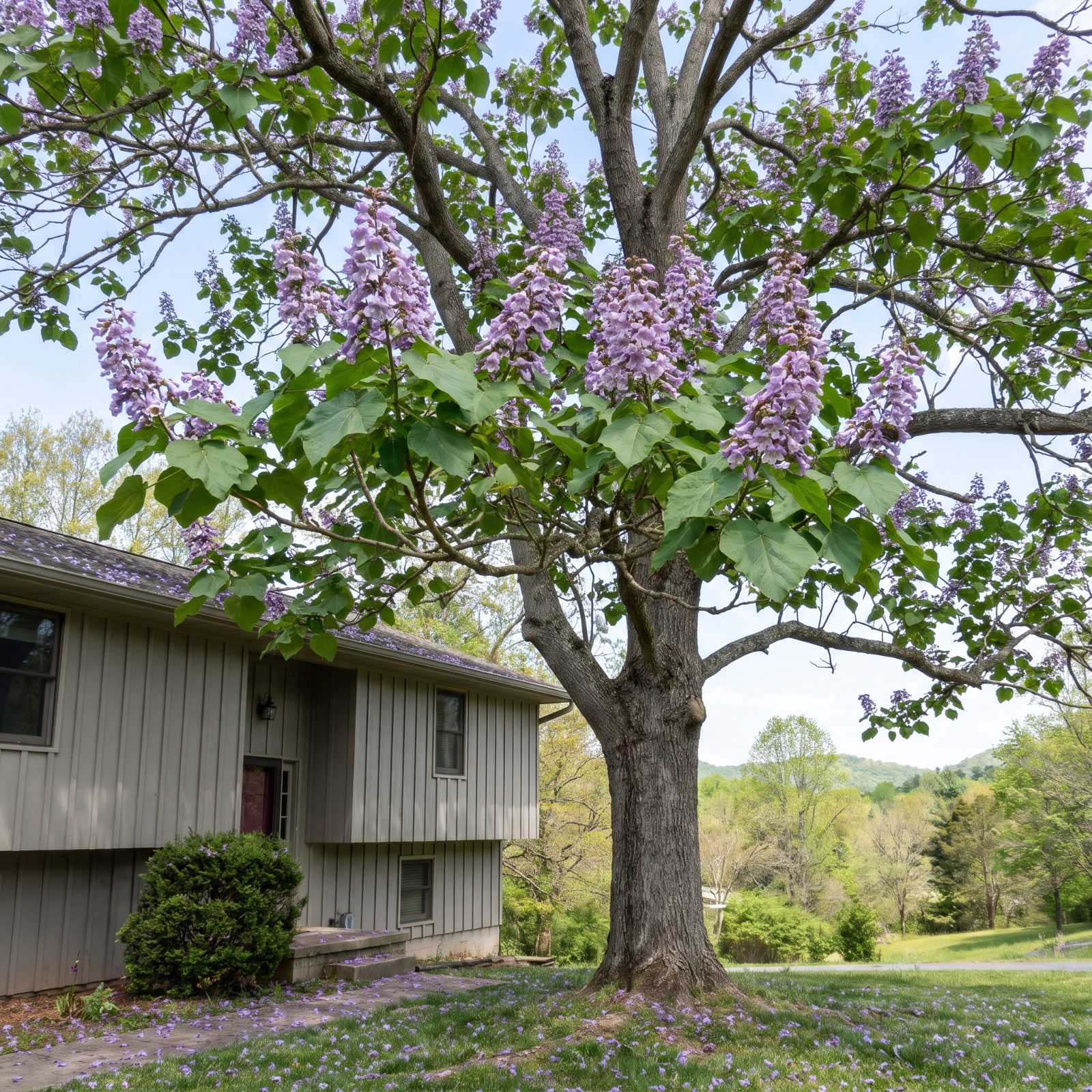 Princess Tree (Paulownia): A Foot a Month of Future Regret