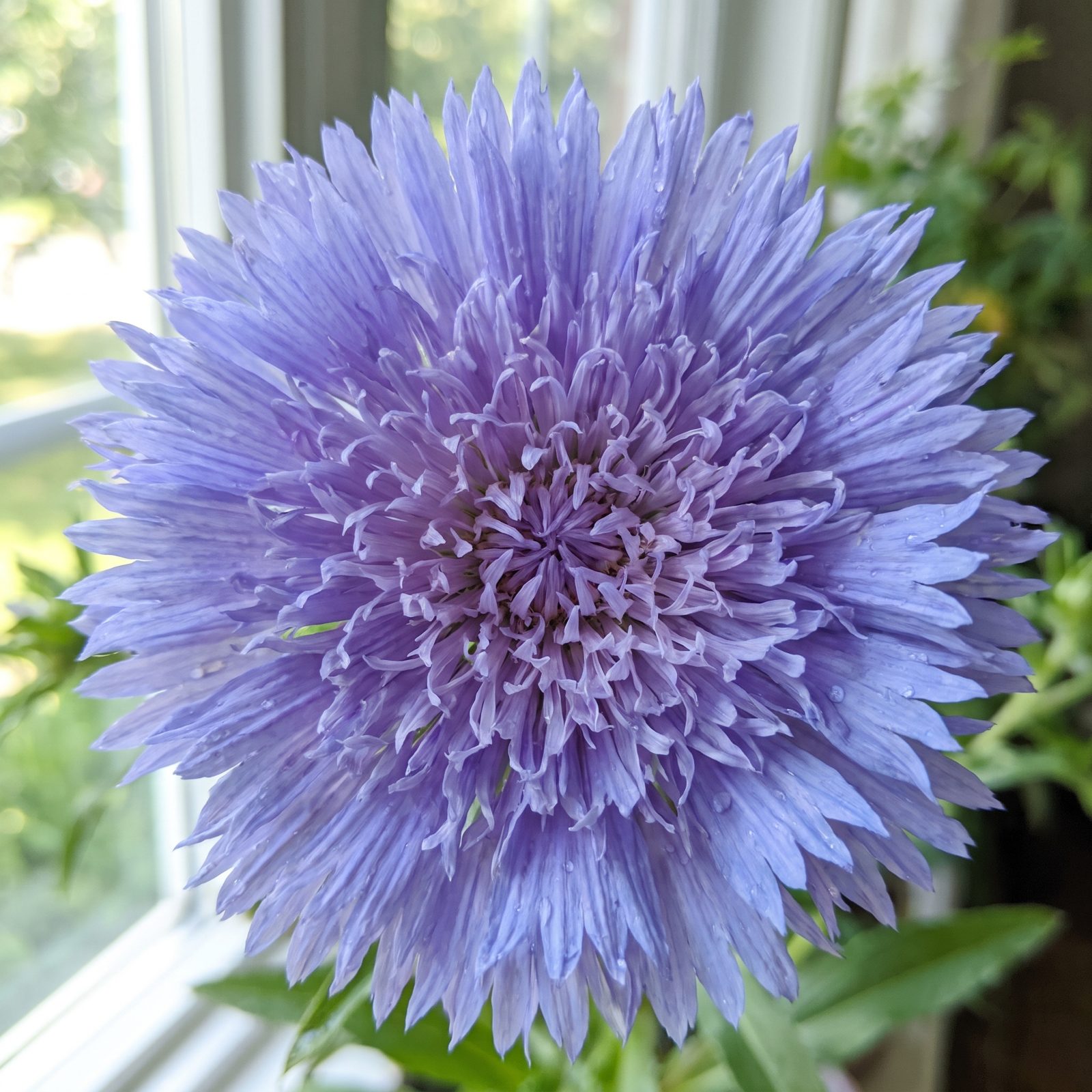 Stokes' Aster: Frilly Blue Blooms Bigger Than You'd Expect