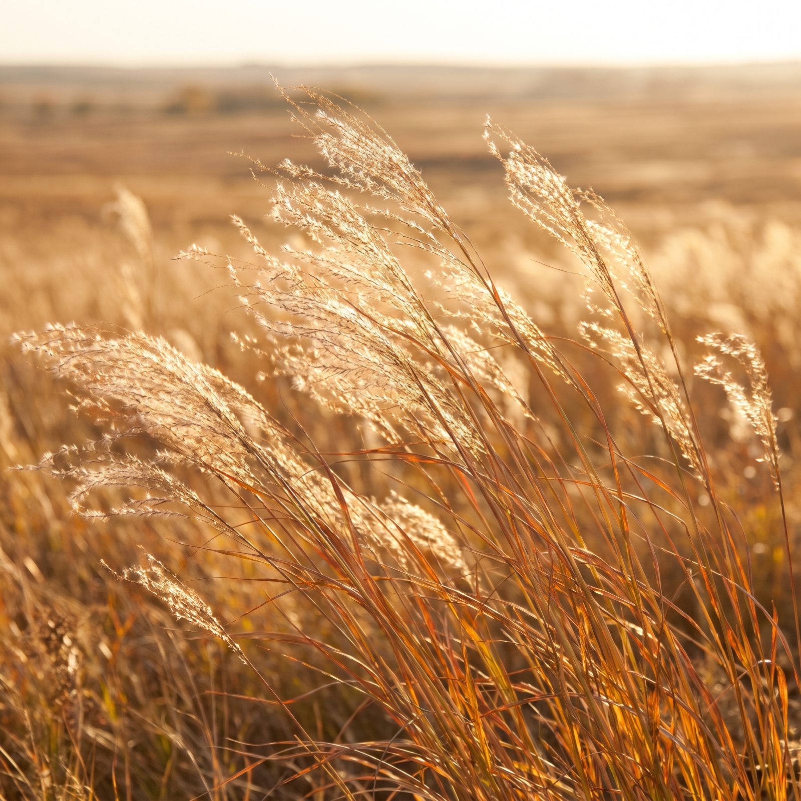 Switchgrass: The Prairie Grass That Moves in the Smallest Breeze