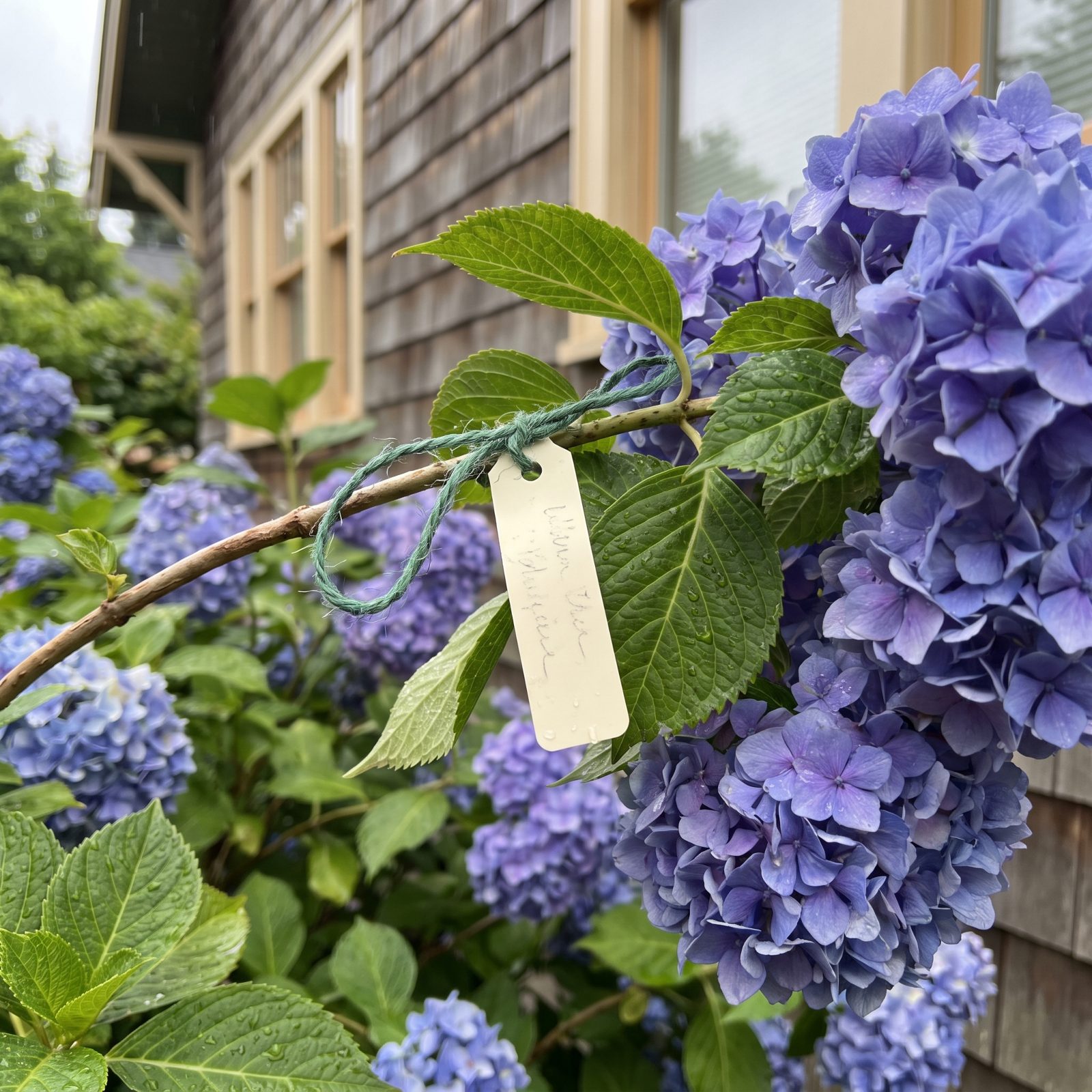 Tag Flowering Shrubs During Bloom So They Are Pruned at the Right Time