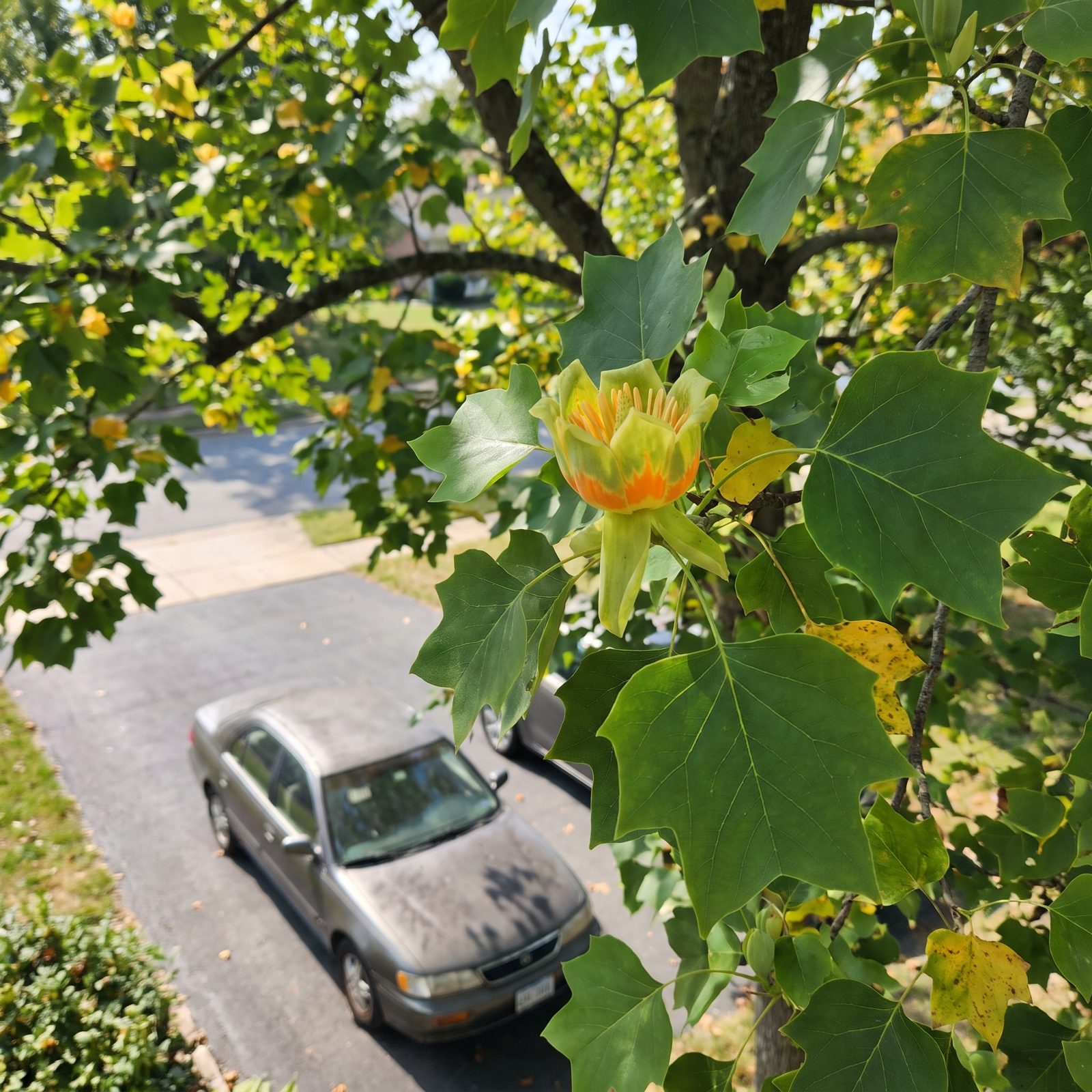 Tulip Poplar: A Tall Native With Weak Wood and a Sticky Secret