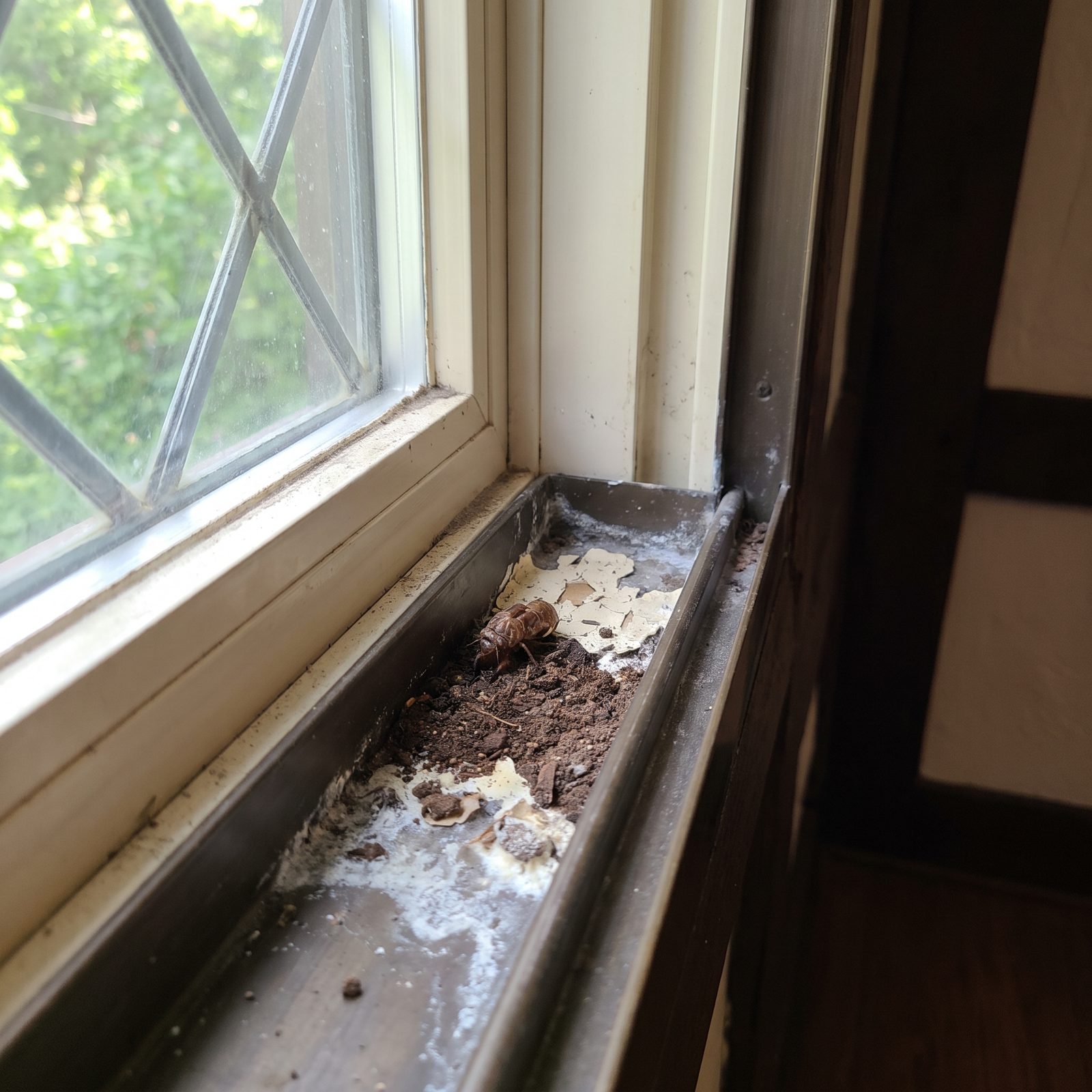 Window-Track Corners Collect Insects, Soil, and Condensation Residue