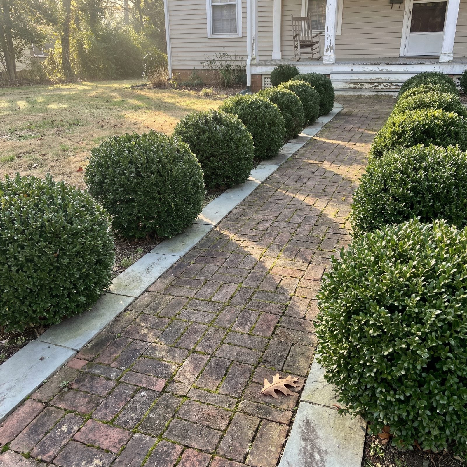 You Inherit Boxwood and Mistake the Default for Preference