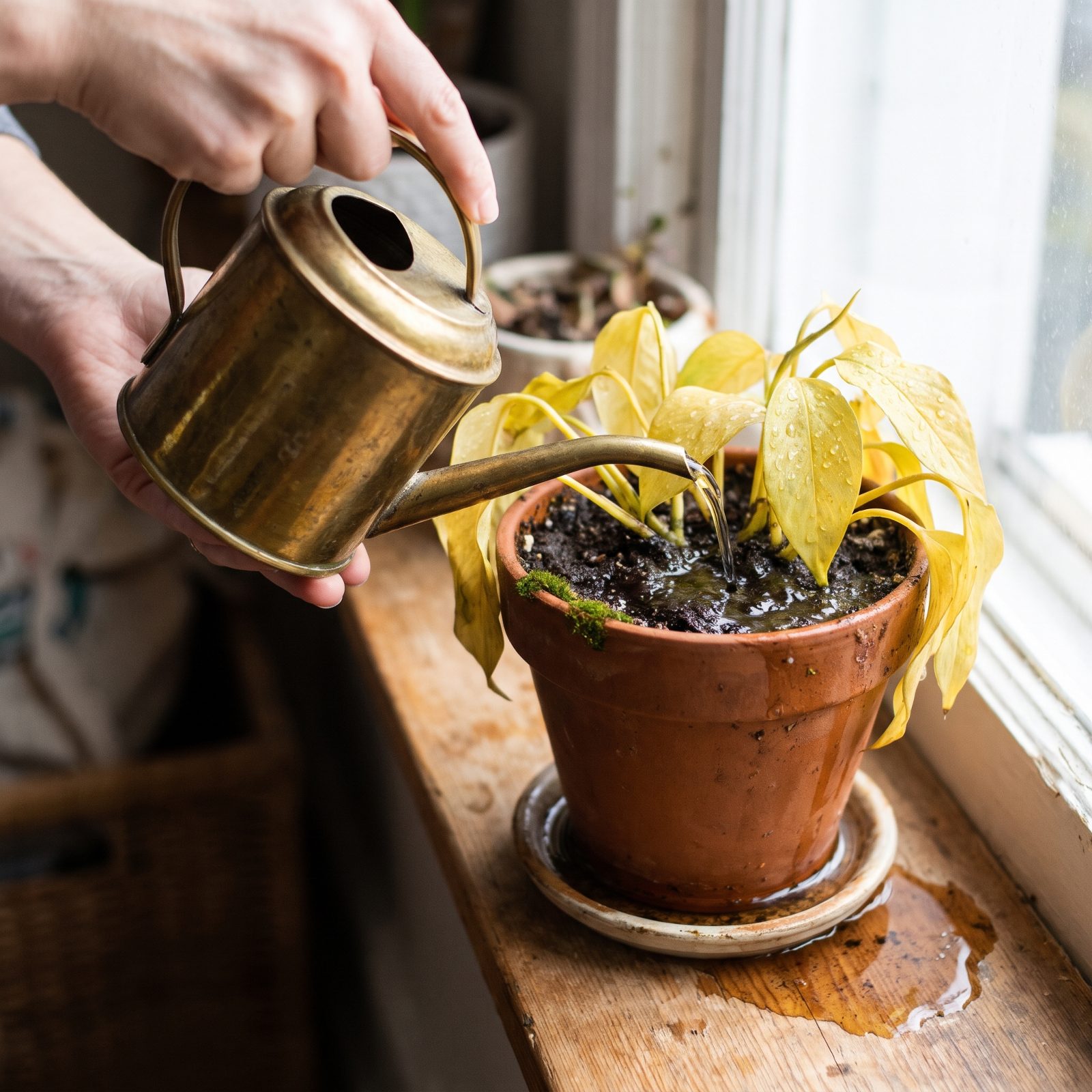 You Keep Watering Even Though the Roots Are Rotting